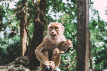 Portrait of monkey. Close-up monkey have a rest. Fooling around. Eating bananas. Thailand.