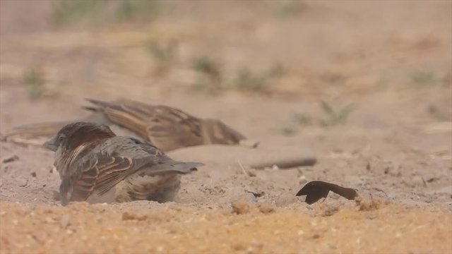 Haussperlinge (Passer domesticus) beim Sandbaden