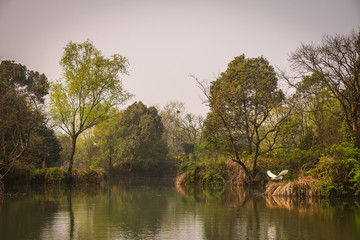 Fototapeta na wymiar a scene from Xixi Wetland Marshes in hangzhou in China