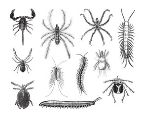 Arthropod (invertebrate animals) collection / vintage illustration from Brockhaus Konversations-Lexikon 1908