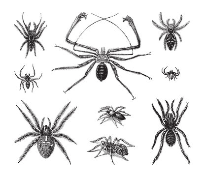 Spider collection / vintage illustration from Brockhaus Konversations-Lexikon 1908