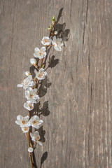 Obraz na płótnie Canvas flowering plum sprig on a wooden table. vertical photo