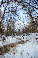 winter landscape with trees in winter
