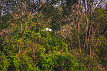 a scene from Xixi Wetland Marshes in hangzhou in China