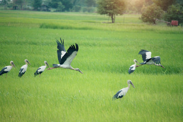 Image of an Asian openbill stork(Anastomus oscitans) flying on the natural background.