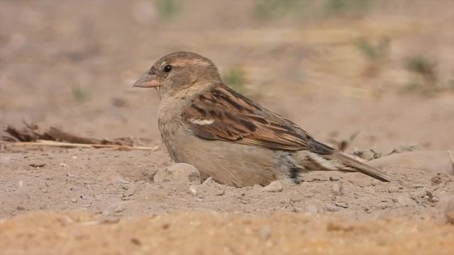 Haussperlinge (Passer domesticus) beim Sandbaden