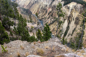 Mount River in the Forest of the Yellowstone National Park, USA