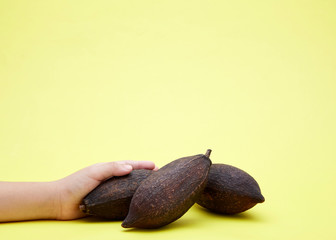 Female hands holding dried cocoa bean