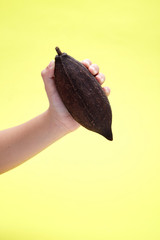Female hands holding dried cocoa bean