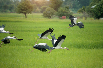 Image of an Asian openbill stork(Anastomus oscitans) flying on the natural background.