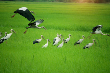 Obraz na płótnie Canvas Image of an Asian openbill stork(Anastomus oscitans) flying on the natural background.