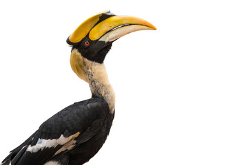Close up Great hornbill on white background