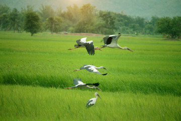 Image of an Asian openbill stork(Anastomus oscitans) flying on the natural background.