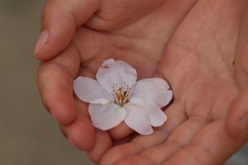 桜　春　子供の手　桜の花びら
