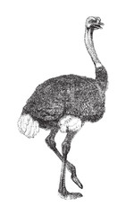 Ostrich (Struthio camelus) / vintage illustration from Brockhaus Konversations-Lexikon 1908