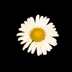 One white chamomile flower isolated on black background.