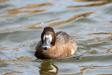 A picture of a female greater scaup swimming in the lake.    Vancouver BC Canada