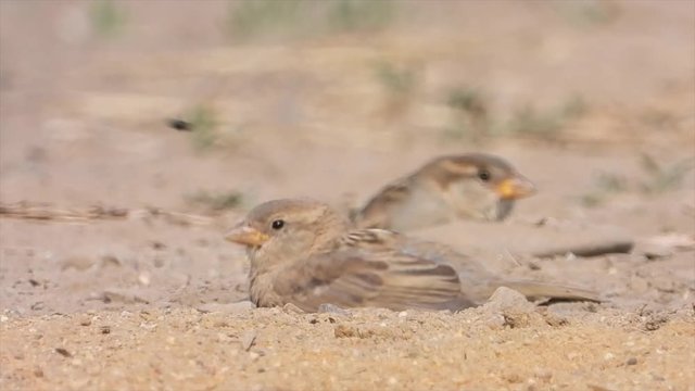 Haussperlinge (Passer domesticus) beim Sandbaden