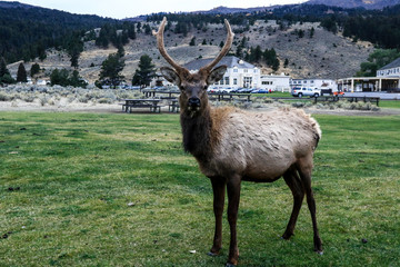 Wild Deer with Horns in the Yellowstone National Park, USA