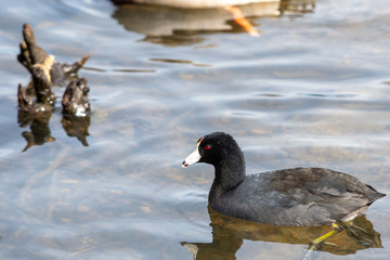 An American coot  swimming in the lake.      Vancouver BC Canada