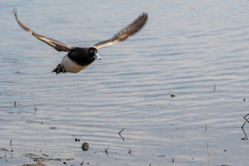 A picture of a male greater scaup flying in the air.    Vancouver BC Canada