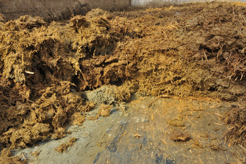 Curage fumier d'une stabulation d'élevage de bovins pour épandage dans les champs