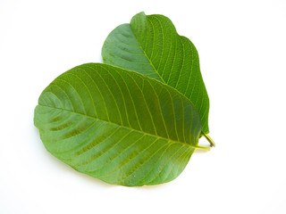 guava leaf isolated on white background use as ingredient in cosmetic product and is a medicinal...