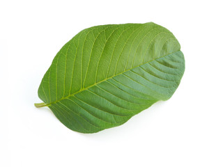 Obraz premium guava leaf isolated on white background use as ingredient in cosmetic product and is a medicinal herb, close up shot photo.
