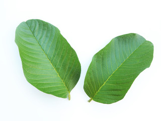 Fototapeta premium guava leaf isolated on white background use as ingredient in cosmetic product and is a medicinal herb, close up shot photo.