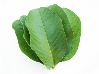 guava leaf group isolated on white background use as ingredient in cosmetic product and is a medicinal herb, close up shot photo.