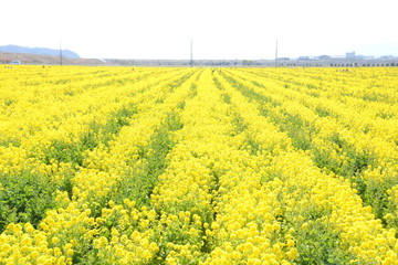 菜の花