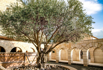 Old olive tree in the territory Monastery of the Silent Monks at Latrun, Israel