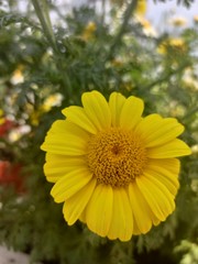 This is a yellow nature beautiful garden flower. 