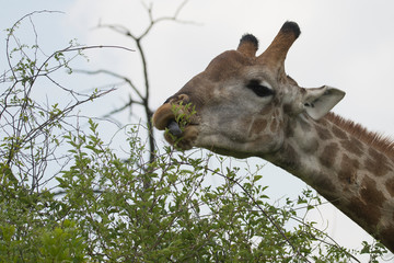 Giraffe eating