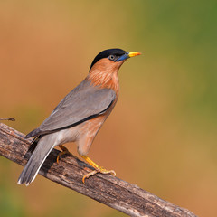 Brahminy Starling Bird