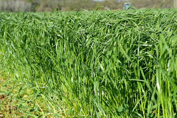 Fauchage Ray-grass d'Italie, aliment pour animaux, foin. Andains