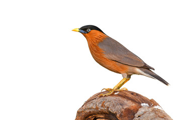 Brahminy Starling Bird