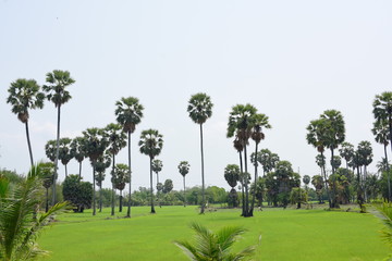 Fototapeta premium Palm trees and green rice fields with a blue sky background, palm trees or palm trees