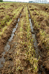 Epandage de lisier sur un champ par enfouissement dans le sol avec une tonne &agrave; lisier &eacute;quip&eacute;e d'un enfouisseur afin de limiter les odeurs. Sillons de lisier