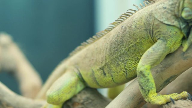 Slow motion image of chameleon standing on the tree branch.