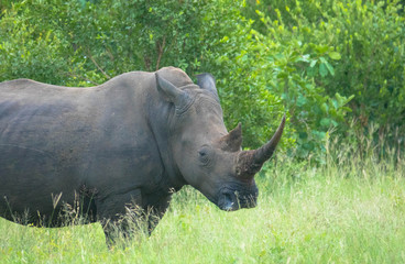 Portrait of an endangered white rhino