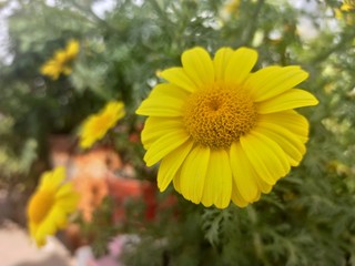 This is a yellow nature beautiful garden flower. 