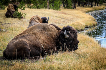 Rare Brown Buffalo in Yellowstone National Park, USA