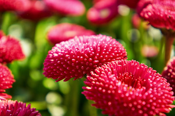 Two pink daisies with blurred background. (Bellis perennis)