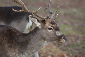 Hirsch mit Geweih im Wald