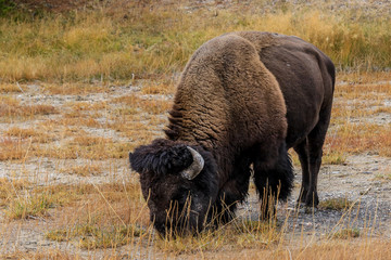 Rare Brown Buffalo in Yellowstone National Park, USA