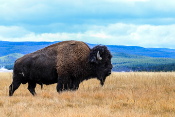 Rare Brown Buffalo in Yellowstone National Park, USA © Dave