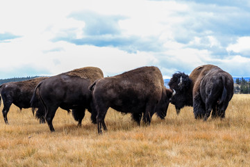 Naklejka na ściany i meble Rare Brown Buffalo in Yellowstone National Park, USA