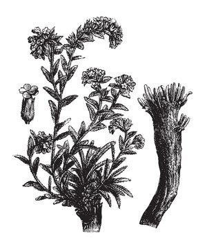 Alkanet (Alkanna tinctoria) / vintage illustration from Brockhaus Konversations-Lexikon 1908