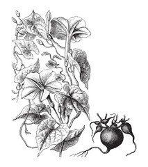 Jalap (Ipomoea purga) / vintage illustration from Brockhaus Konversations-Lexikon 1908